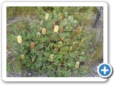 SCNL 096